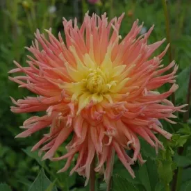 Dahlia 'Fringed Star'